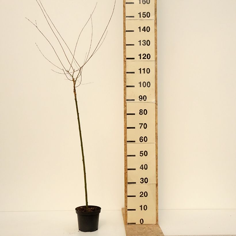 Salix purpurea Pendula - Salice rosso Vaso da 3L/4L, Vaso impalcato esemplare consegnato in primavera