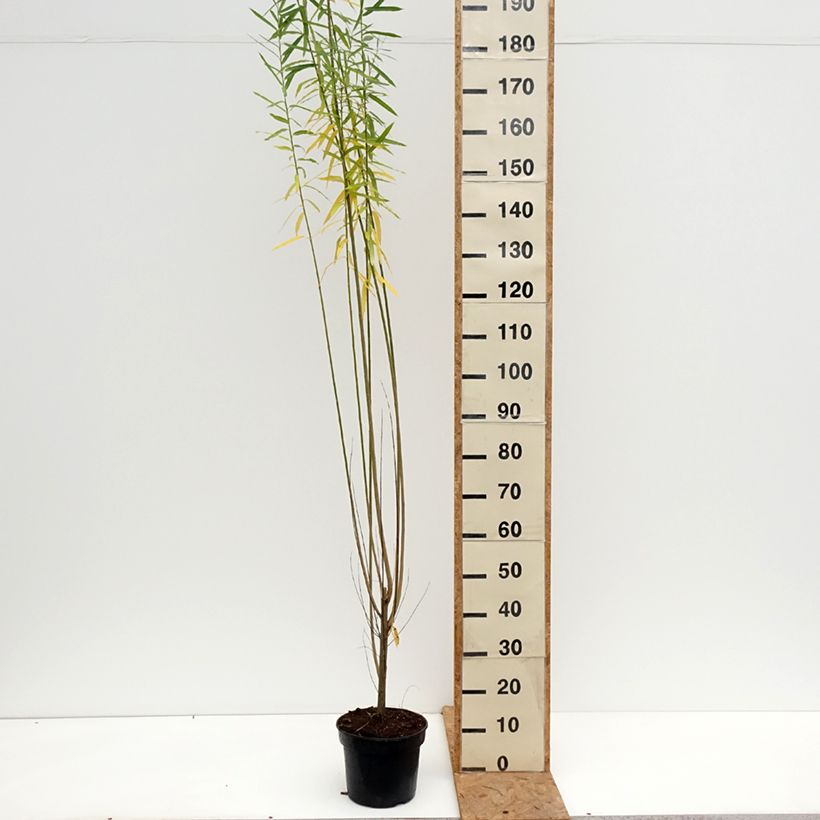 Esemplare di Salix purpurea Howki - Salice rosso Vaso da 4L/5L come consegnato in autunno