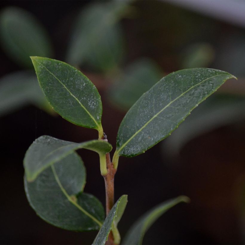 Osmanthus burkwoodii - Osmanto di Burkwood (Fogliame)