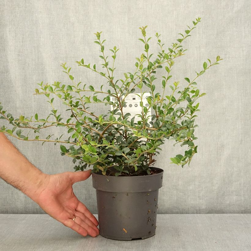 Esemplare di Osmanthus delavayi Perfume of Nature - Osmanto Vaso da 3L/4L consegnato in estate