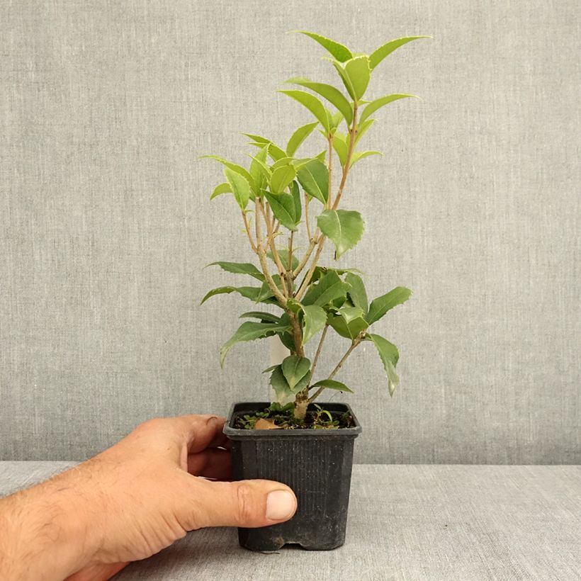 Esemplare di Osmanthus fortunei - Osmanto Vasetto da 8/9 cm consegnato in estate