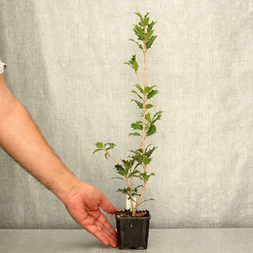 Esemplare di Osmanthus heterophyllus - Osmanto Vasetto da 8/9 cm consegnato in estate