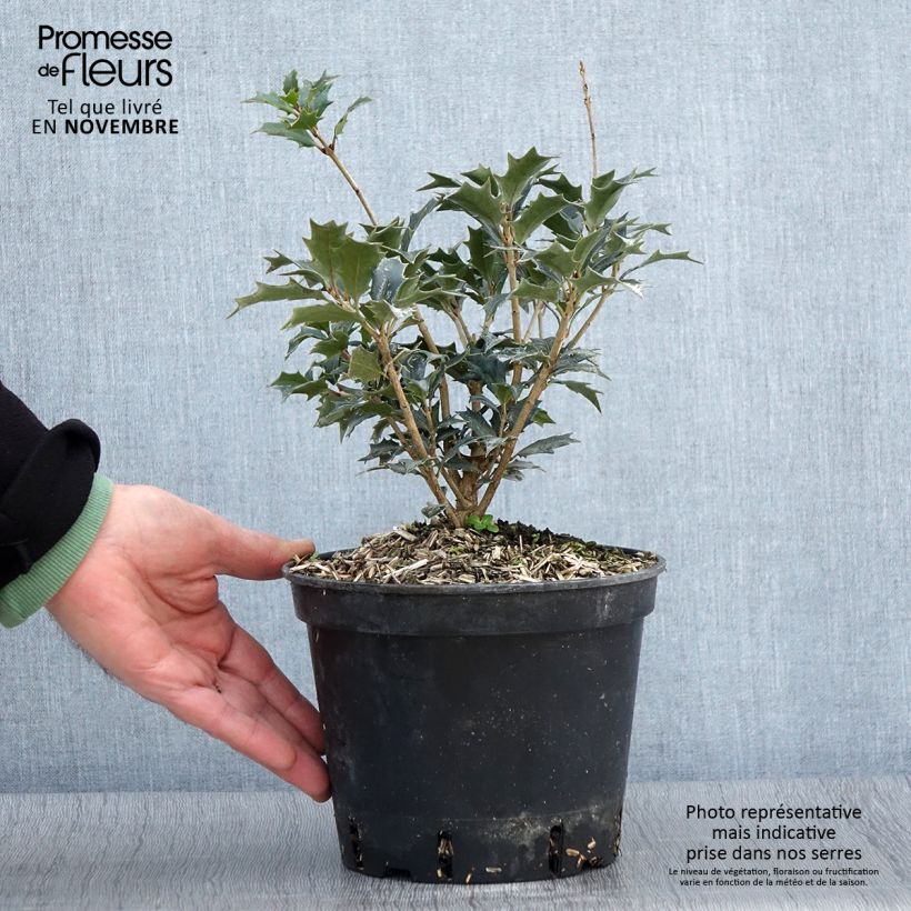 Esemplare di Osmanthus heterophyllus - Osmanto Vaso da 3L/4L come consegnato in autunno