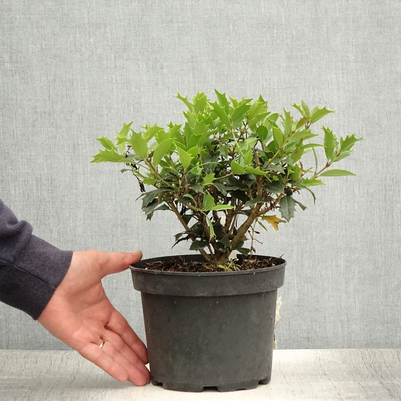 Esemplare di Osmanthus heterophyllus - Osmanto Vaso da 3L/4L consegnato in estate