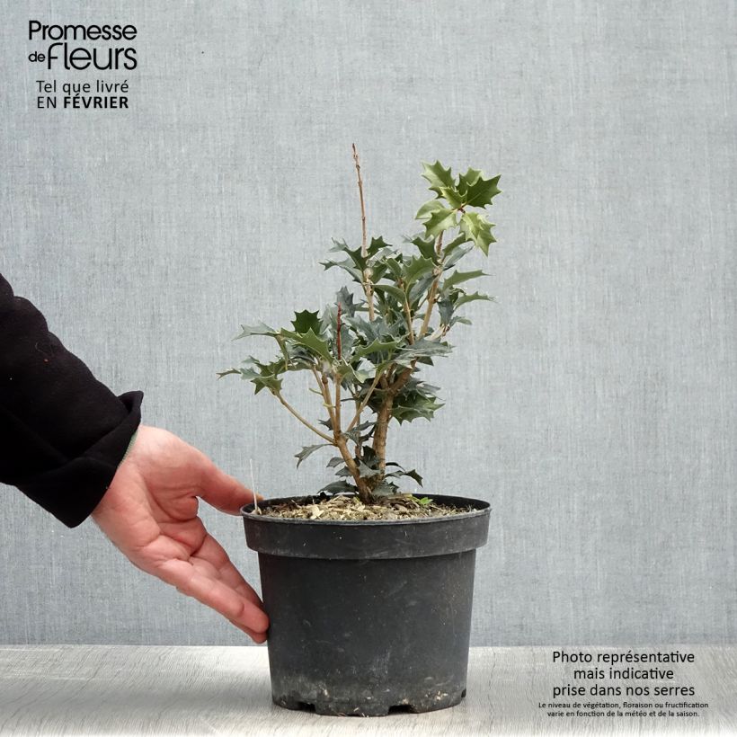 Osmanthus heterophyllus - Osmanto Vaso da 3L/4L esemplare consegnato in inverno