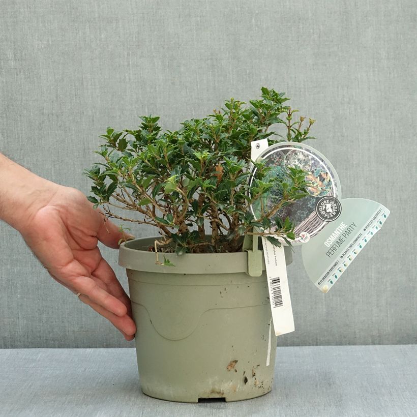 Esemplare di Osmanthus heterophyllus Perfume Party - Osmanto Vaso da 3L/4L consegnato in estate