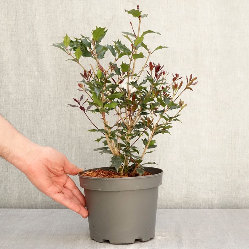 Osmanthus heterophyllus Purpureus - Osmanto Vaso da 3L/4L esemplare consegnato in primavera
