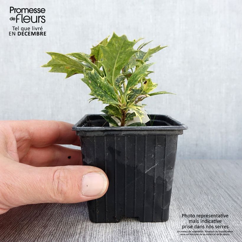 Esemplare di Osmanthus heterophyllus Tricolor - Osmanto Vasetto da 8/9 cm come consegnato in autunno