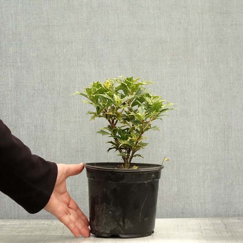 Esemplare di Osmanthus heterophyllus Tricolor - Osmanto Vaso da 2L/3L come consegnato in autunno
