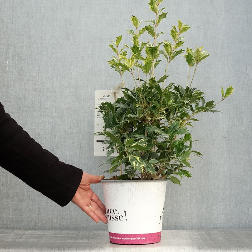 Esemplare di Osmanthus heterophyllus Tricolor - Osmanto Vaso da 4L/5L come consegnato in autunno