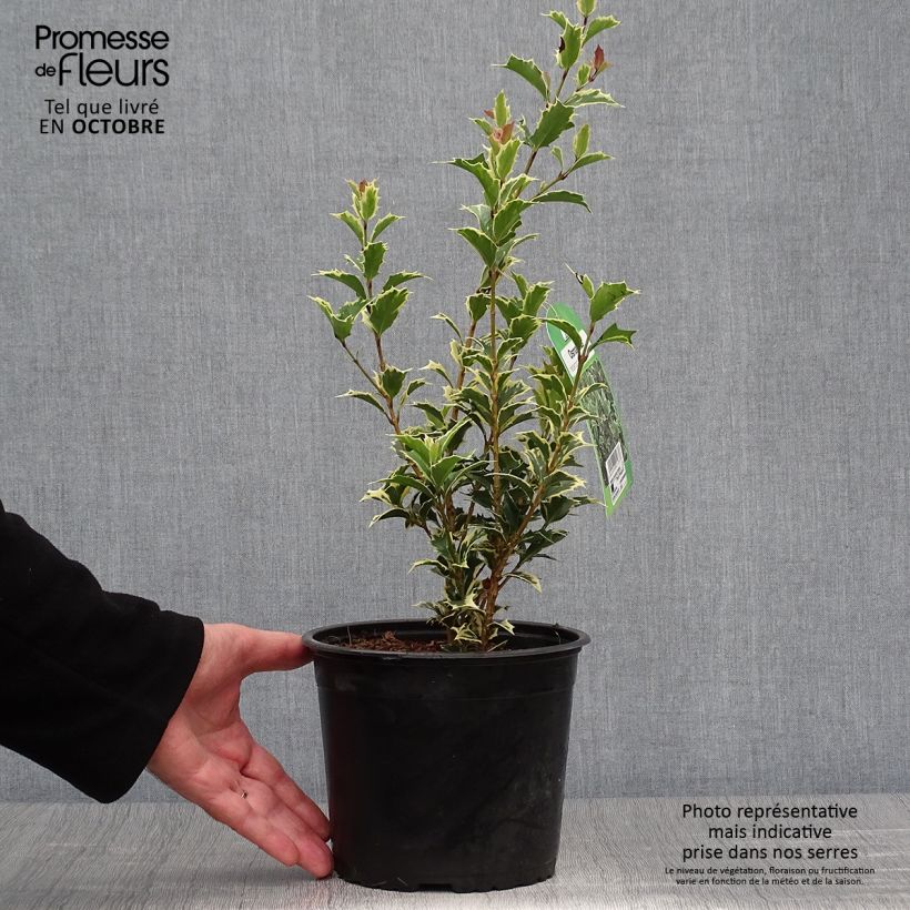 Esemplare di Osmanthus heterophyllus Variegatus - Osmanto Vaso da 3L/4L come consegnato in autunno