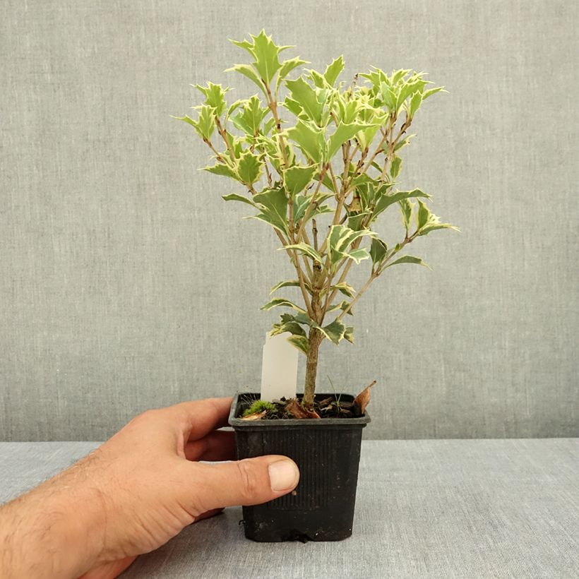 Esemplare di Osmanthus heterophyllus Variegatus - Osmanto Vasetto da 8/9 cm consegnato in estate