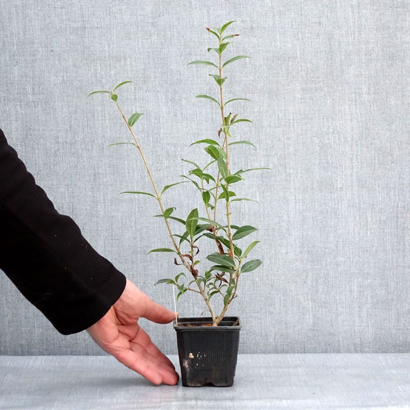 Osmanthus serrulatus - Osmanto Vasetto da 8/9 cm esemplare consegnato in inverno