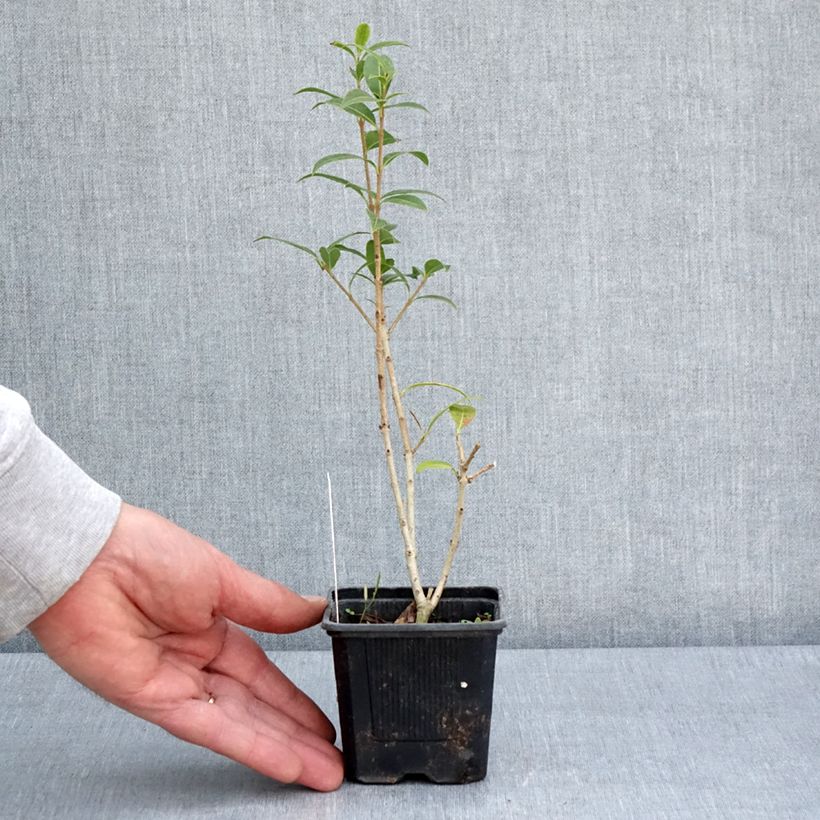 Osmanthus serrulatus - Osmanto Vasetto da 8/9 cm esemplare consegnato in primavera