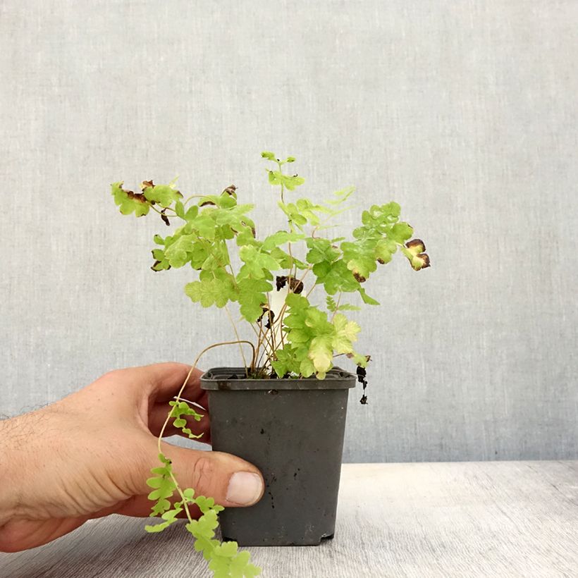 Esemplare di Osmunda claytoniana Vasetto da 8/9 cm come consegnato in autunno