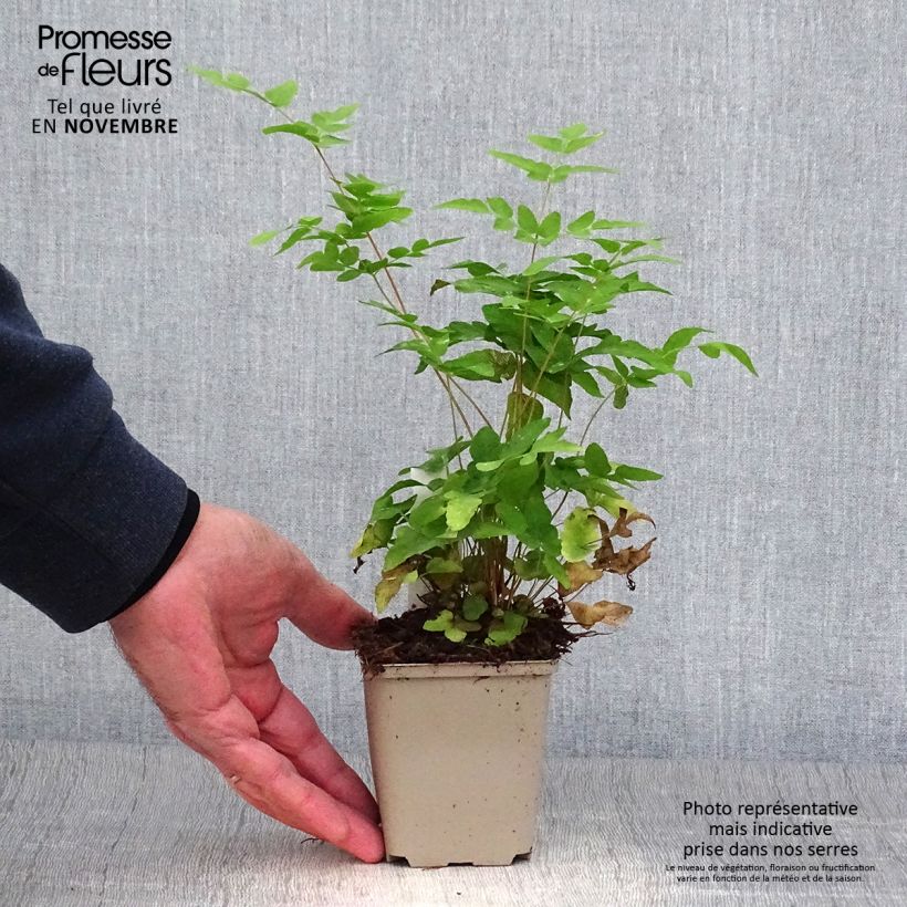 Esemplare di Osmunda japonica Vasetto da 8/9 cm come consegnato in autunno