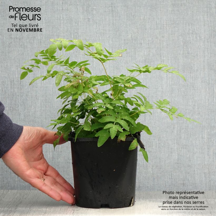 Esemplare di Osmunda regalis - Felce regale Vaso da 2L/3L come consegnato in autunno
