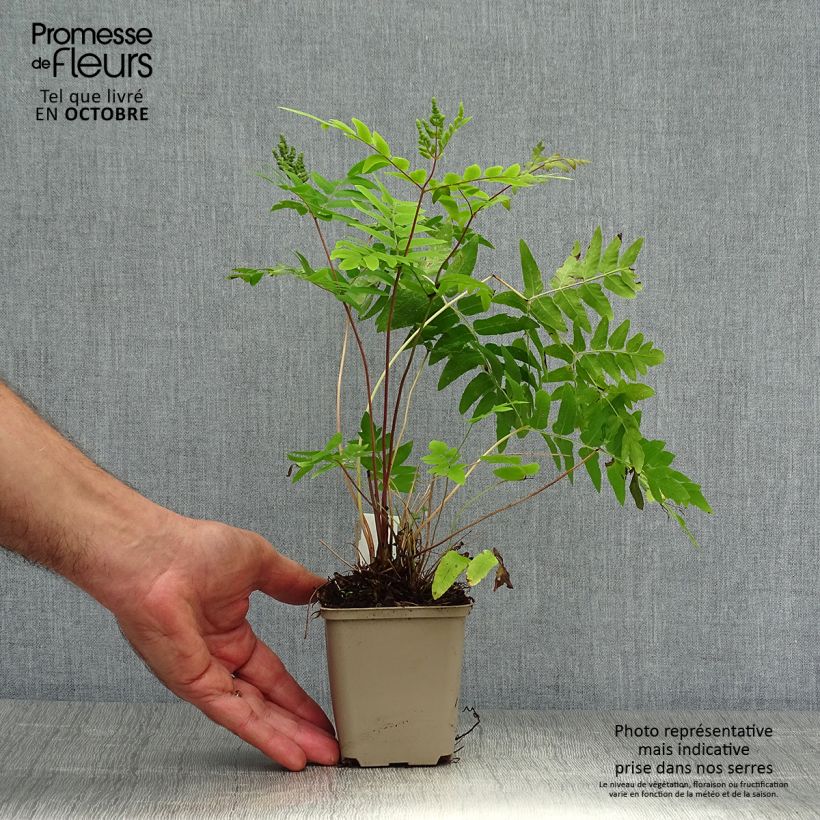 Esemplare di Osmunda regalis Purpurascens - Felce regale Vasetto da 8/9 cm come consegnato in autunno