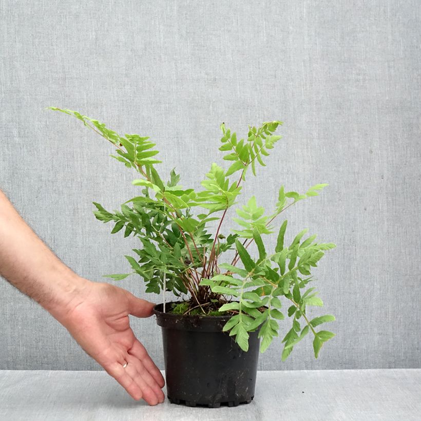 Esemplare di Osmunda regalis Purpurascens - Felce regale Vaso da 2L/3L come consegnato in autunno