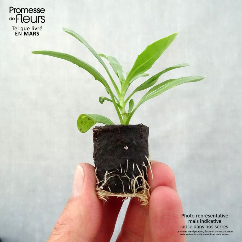 Osteospermum Dalina Special Sunshine Beauty mini zolla... esemplare consegnato in primavera