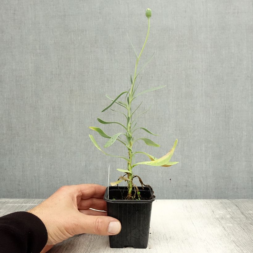 Esemplare di Othonna cheirifolia - Hertia a foglie di violacciocca Vasetto da 8/9 cm come consegnato in autunno