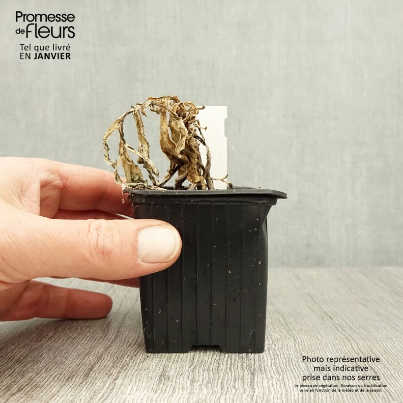 Othonna cheirifolia - Hertia a foglie di violacciocca Vasetto da 8/9 cm esemplare consegnato in inverno