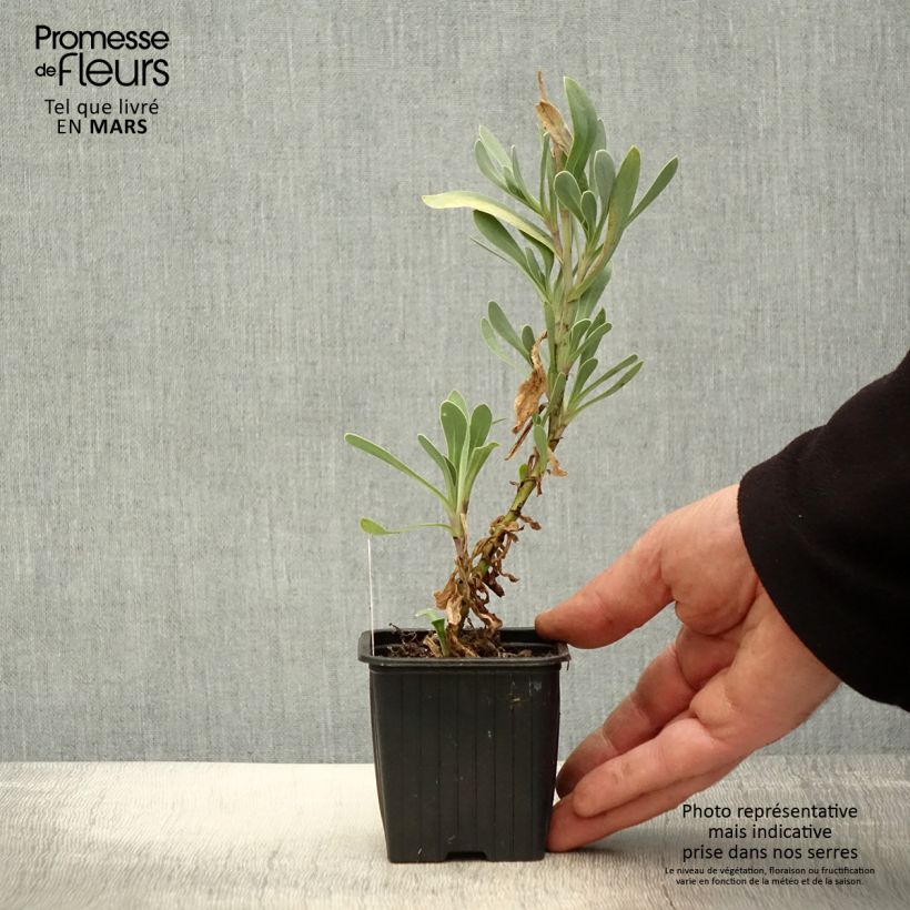 Othonna cheirifolia - Hertia a foglie di violacciocca Vasetto da 8/9 cm esemplare consegnato in primavera