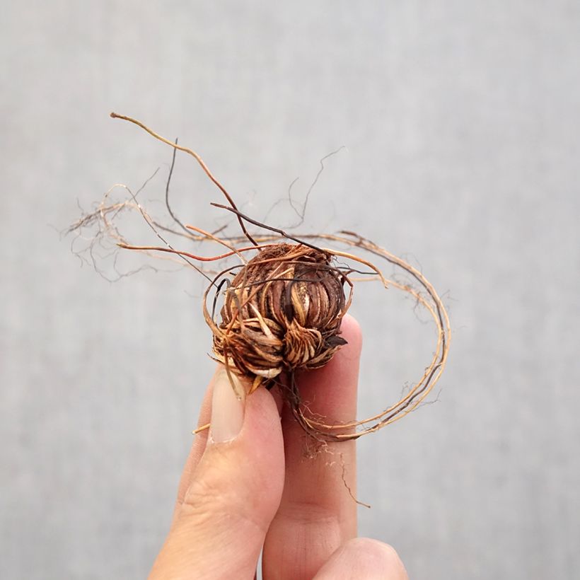 Oxalis adenophylla - Ossalide rosa Bulbo taglia 6+ esemplare consegnato in primavera