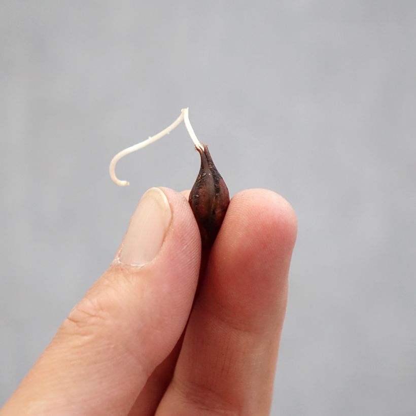 Oxalis Censation Double Pink Wonder Bulbo taglia I esemplare consegnato in primavera