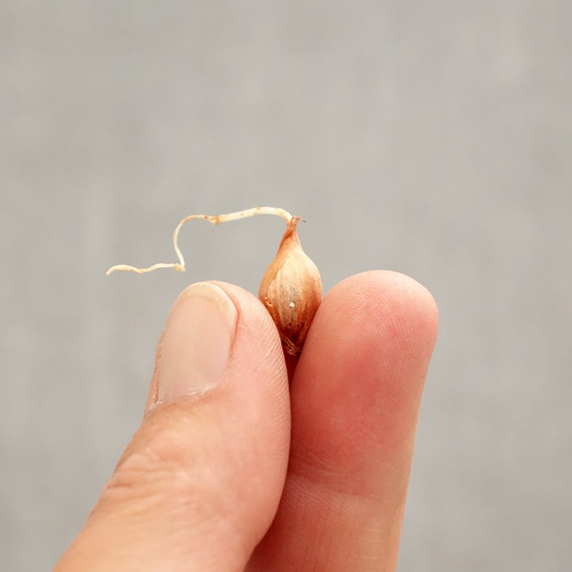 Oxalis purpurea Garnet - Acetosella purpurea Bulbo taglia I esemplare consegnato in primavera