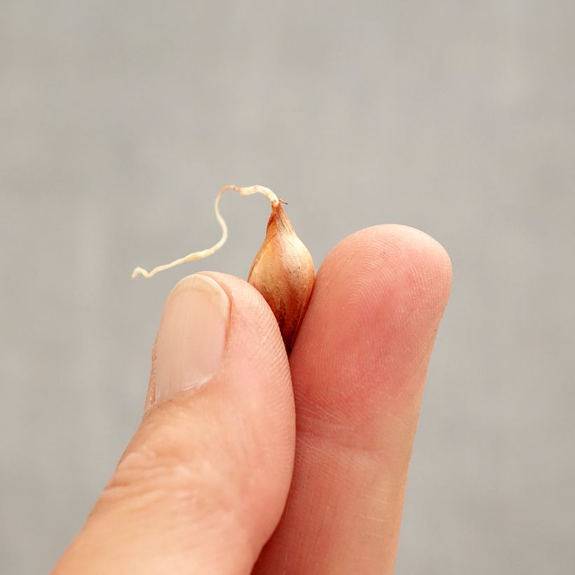 Oxalis purpurea Ken Aslet - Acetosella purpurea Bulbo taglia I esemplare consegnato in primavera