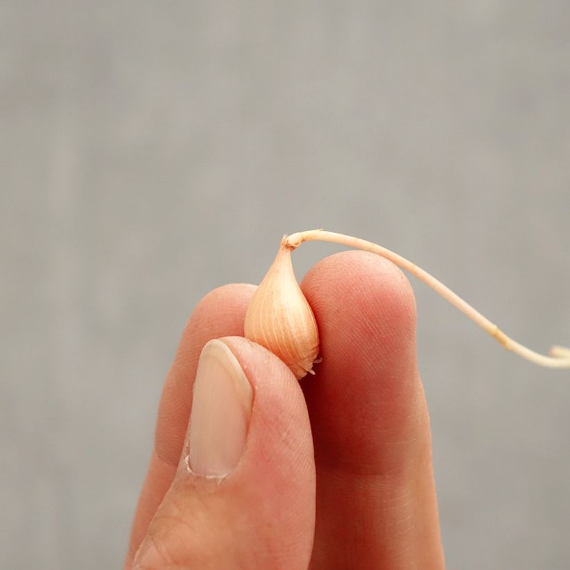 Oxalis versicolor Autumn Pink Bulbo taglia I esemplare consegnato in primavera