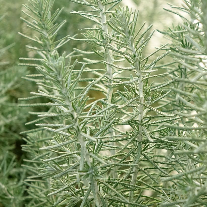 Ozothamnus rosmarinifolius Silver Jubilee (Fogliame)