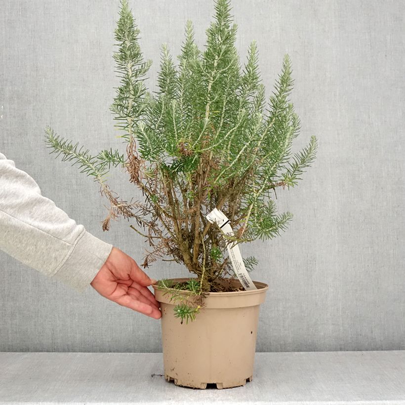 Esemplare di Ozothamnus rosmarinifolius Silver Jubilee Vaso da 4L/5L consegnato in estate