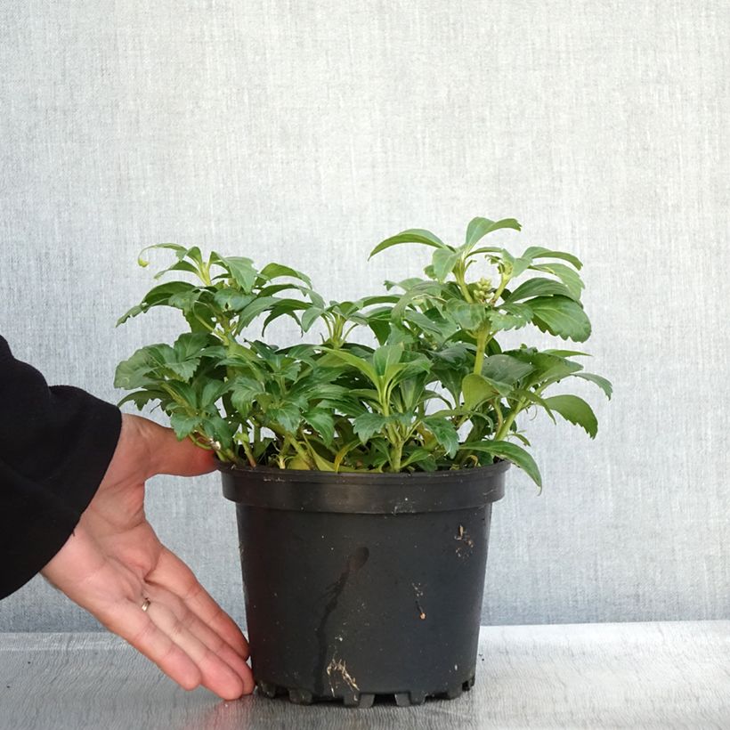 Esemplare di Pachysandra terminalis Green Carpet Vaso da 2L/3L come consegnato in autunno