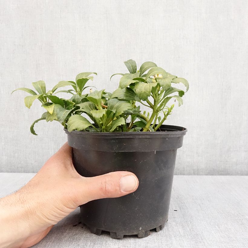 Pachysandra terminalis Green Carpet Vaso da 2L/3L esemplare consegnato in primavera