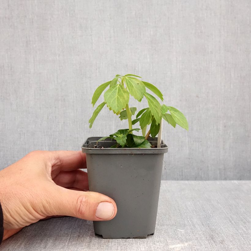 Esemplare di Pachysandra terminalis Green Carpet Vasetto da 8/9 cm come consegnato in autunno