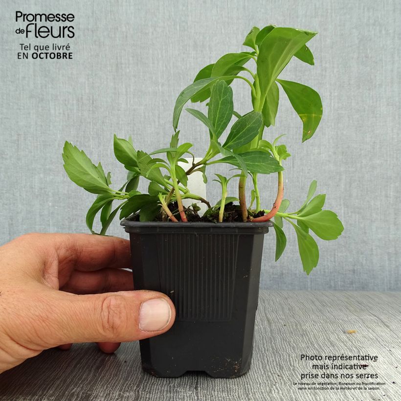Esemplare di Pachysandra terminalis Green Sheen Vasetto da 8/9 cm come consegnato in autunno