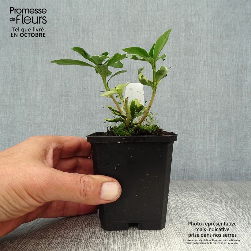 Esemplare di Pachysandra terminalis Variegata Vasetto da 8/9 cm come consegnato in autunno