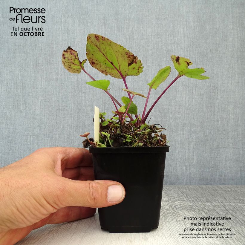 Esemplare di Packera aurea Vasetto da 8/9 cm come consegnato in autunno
