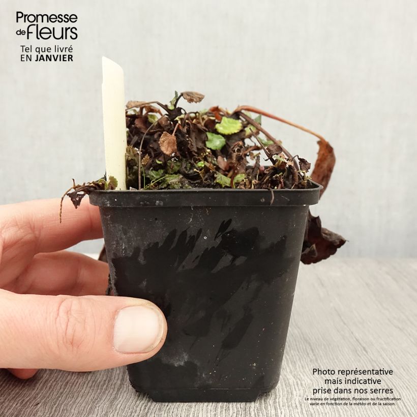 Packera aurea Vasetto da 8/9 cm esemplare consegnato in inverno