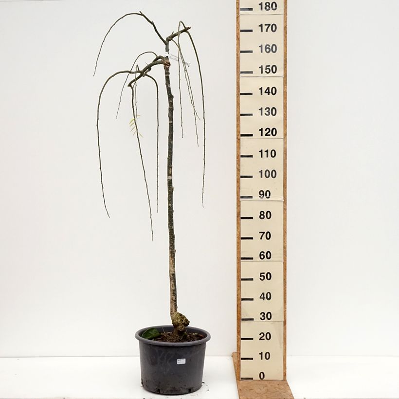 Esemplare di Sophora japonica Pendula Vaso da 20L/25L come consegnato in autunno