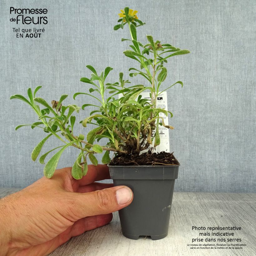 Esemplare di Pallenis maritima Aurelia Gold - Asterisco marittimo Vasetto da 8/9 cm consegnato in estate