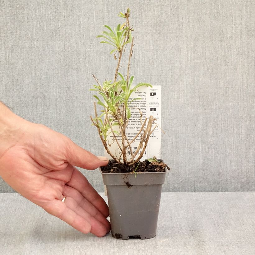 Esemplare di Pallenis maritima Aurelia Gold - Asterisco marittimo Vasetto da 8/9 cm consegnato in estate