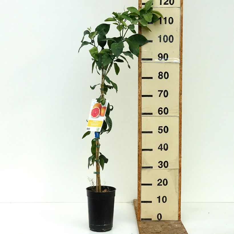 Esemplare di Citrus x paradisi - Pompelmo Vaso da 3L/4L, Multifusto consegnato in estate