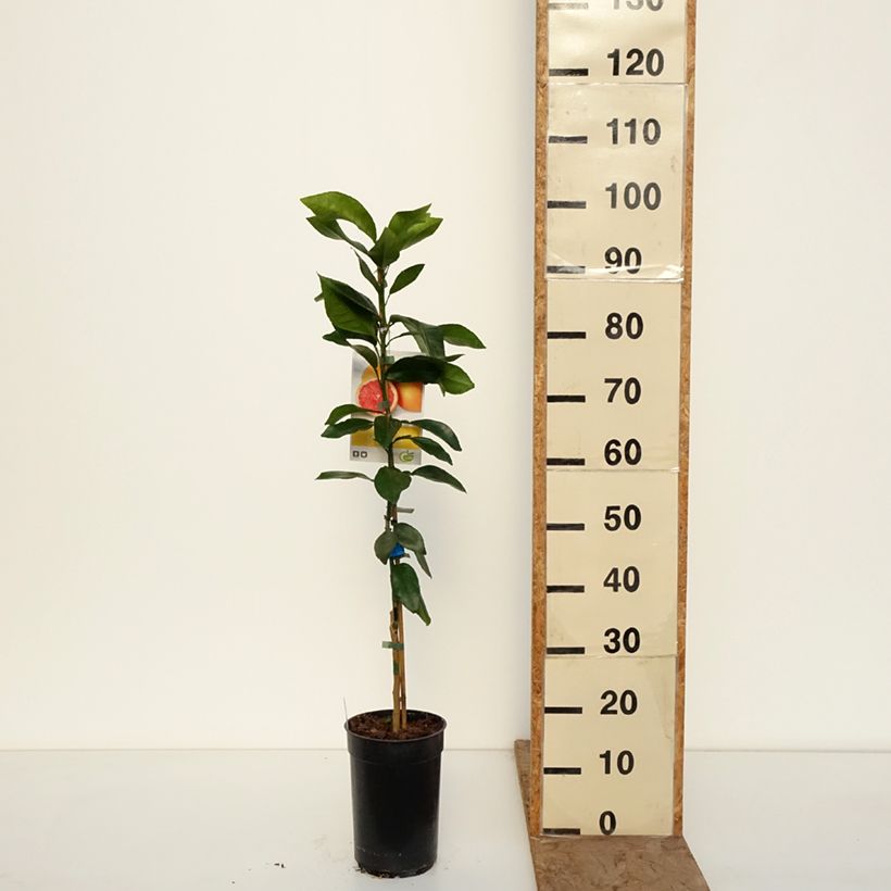 Citrus x paradisi - Pompelmo Vaso da 3L/4L, Multifusto esemplare consegnato in inverno