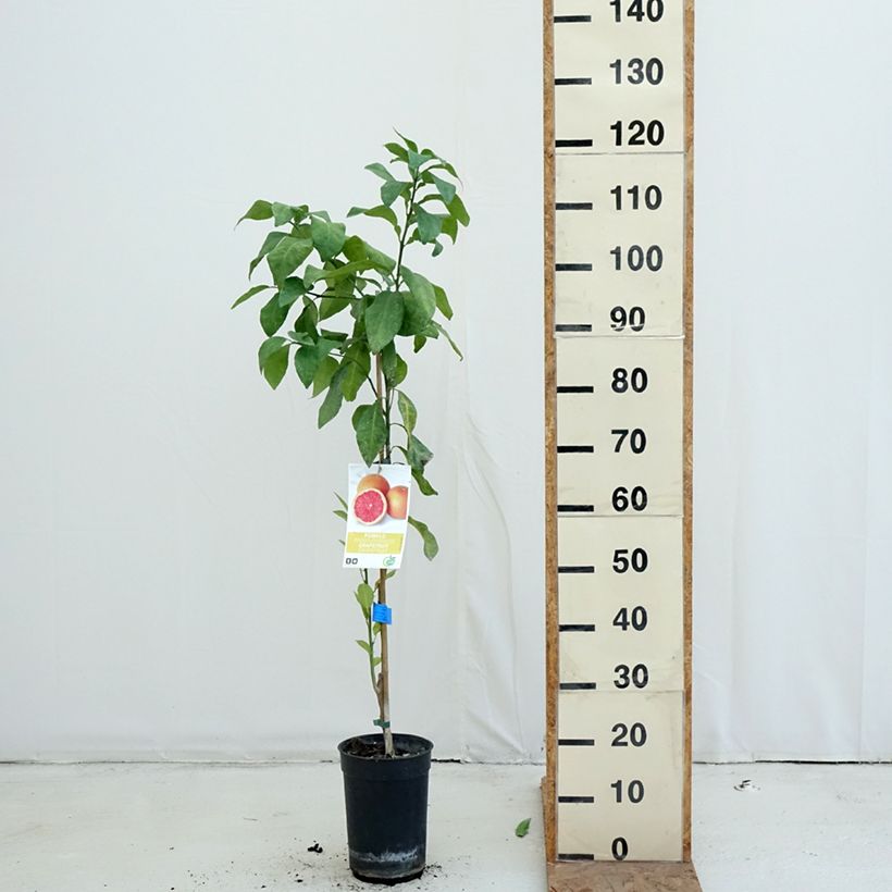 Esemplare di Citrus x paradisi - Pompelmo Vaso da 7,5L/10L, Vaso impalcato medio come consegnato in autunno