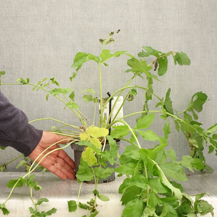 Esemplare di Pastinaca - Carota invernale Vaso da 1,5L/2L come consegnato in autunno