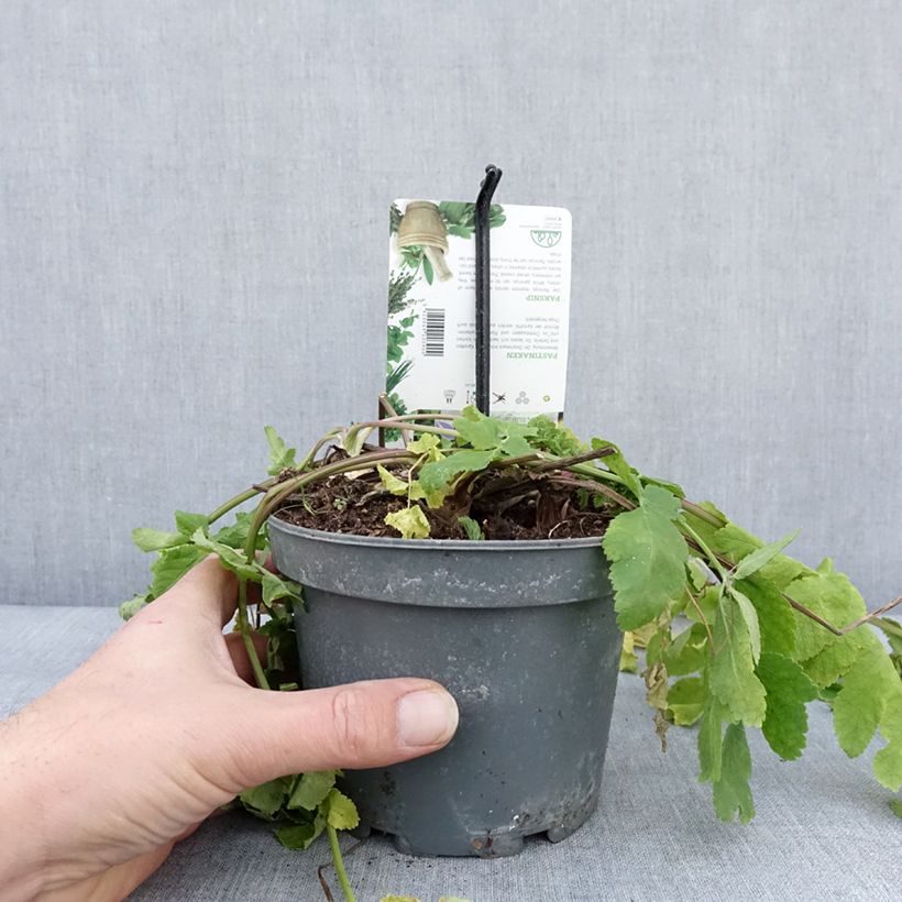 Pastinaca - Carota invernale Vaso da 1,5L/2L esemplare consegnato in inverno