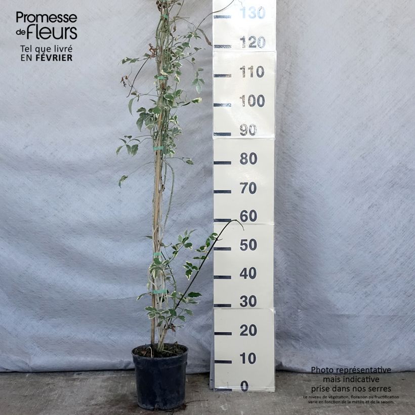 Pandorea jasminoïdes Variegata Vaso da 3L/4L esemplare consegnato in inverno